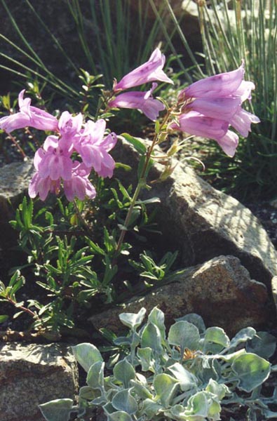 Penstemon fruticosus photo